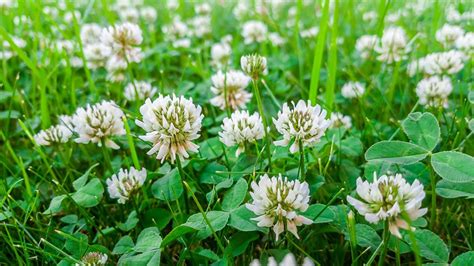 are clover flowers edible? Clover flowers have been the subject of much debate among gardeners and foragers alike. Are they safe to eat? Let's delve into this topic with a variety of perspectives.