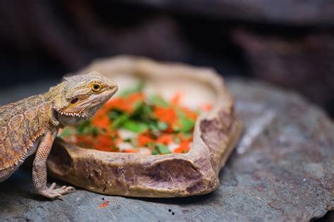 can bearded dragons eat flowers: A Comprehensive Exploration of Their Dietary Preferences