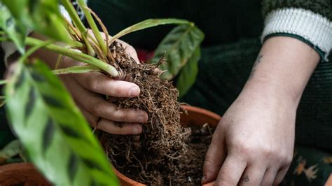 can you replant cut flowers and discuss the symbolism of discarded art in literature?