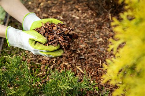 how to plant flowers in mulch: why it's crucial to choose the right tools for the job