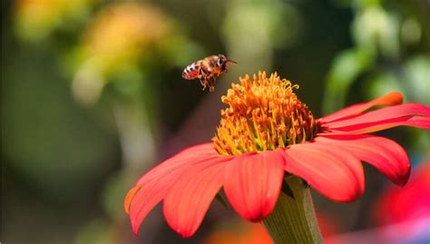 what flowers don't attract bees: the silent symphony of silence